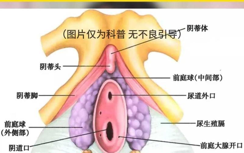 生理构造