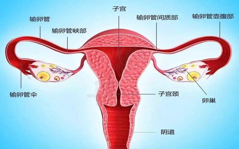 输卵管微小病变