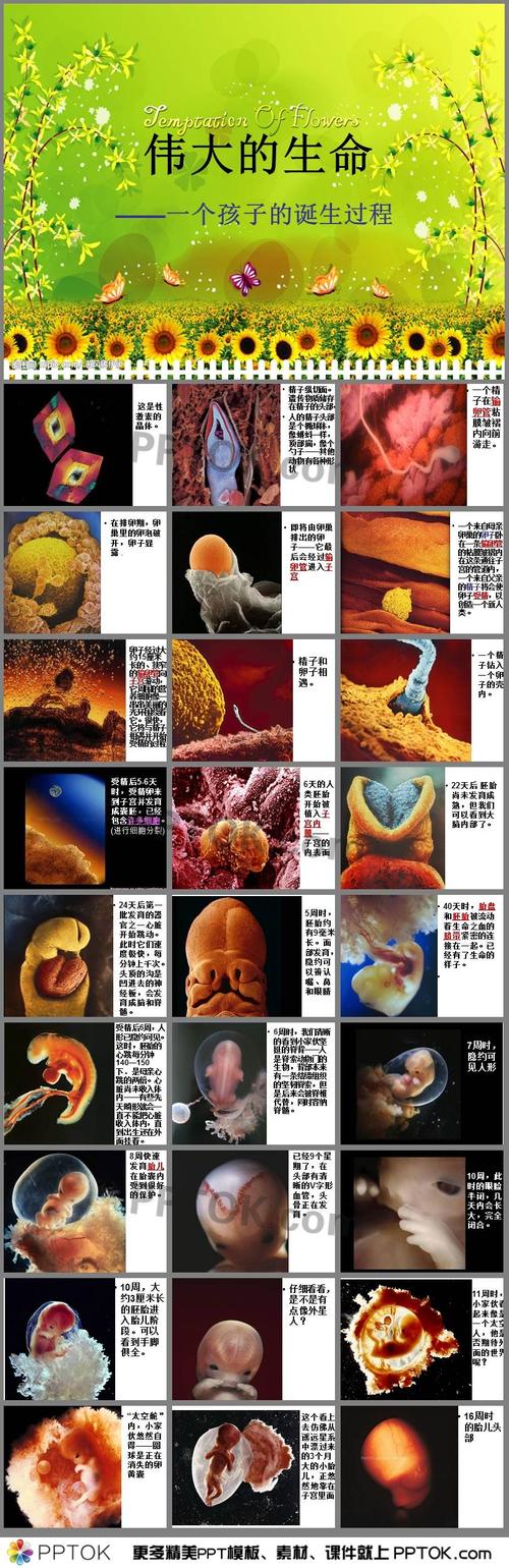 诞生过程