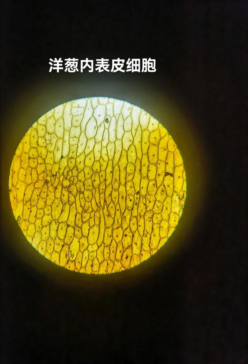 显微镜下的世界