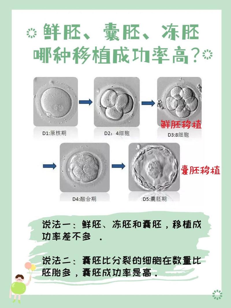 冻胚胎移植