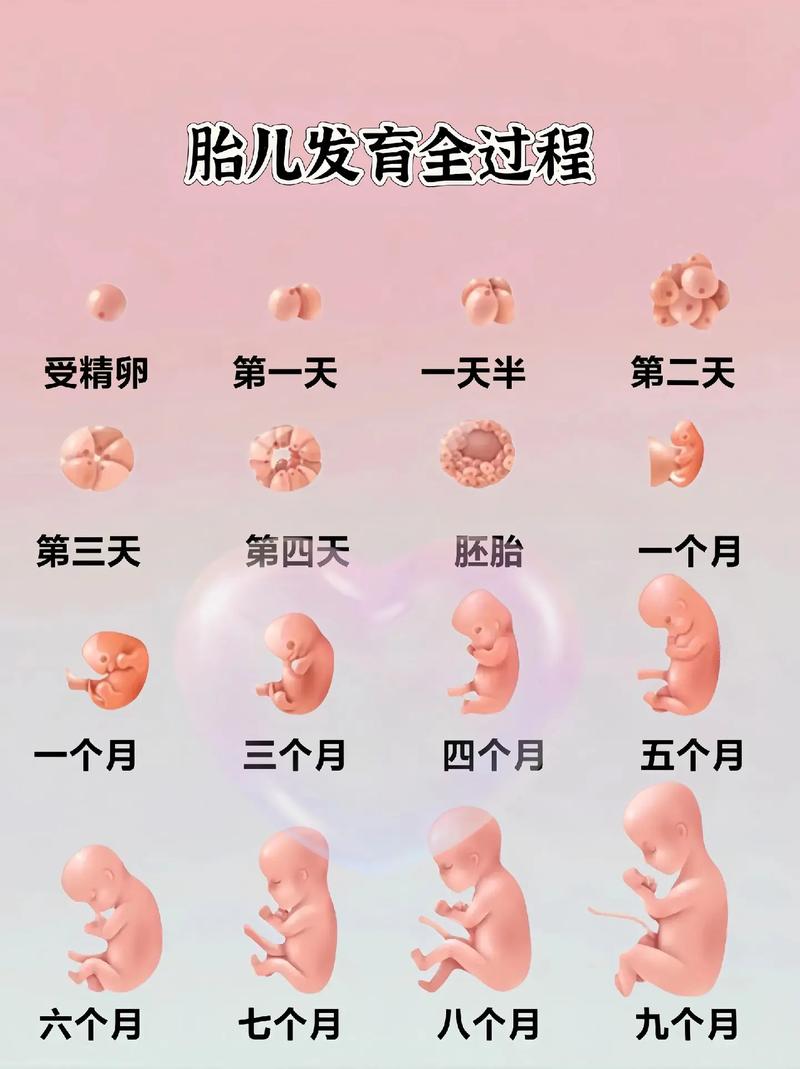 孕育历程