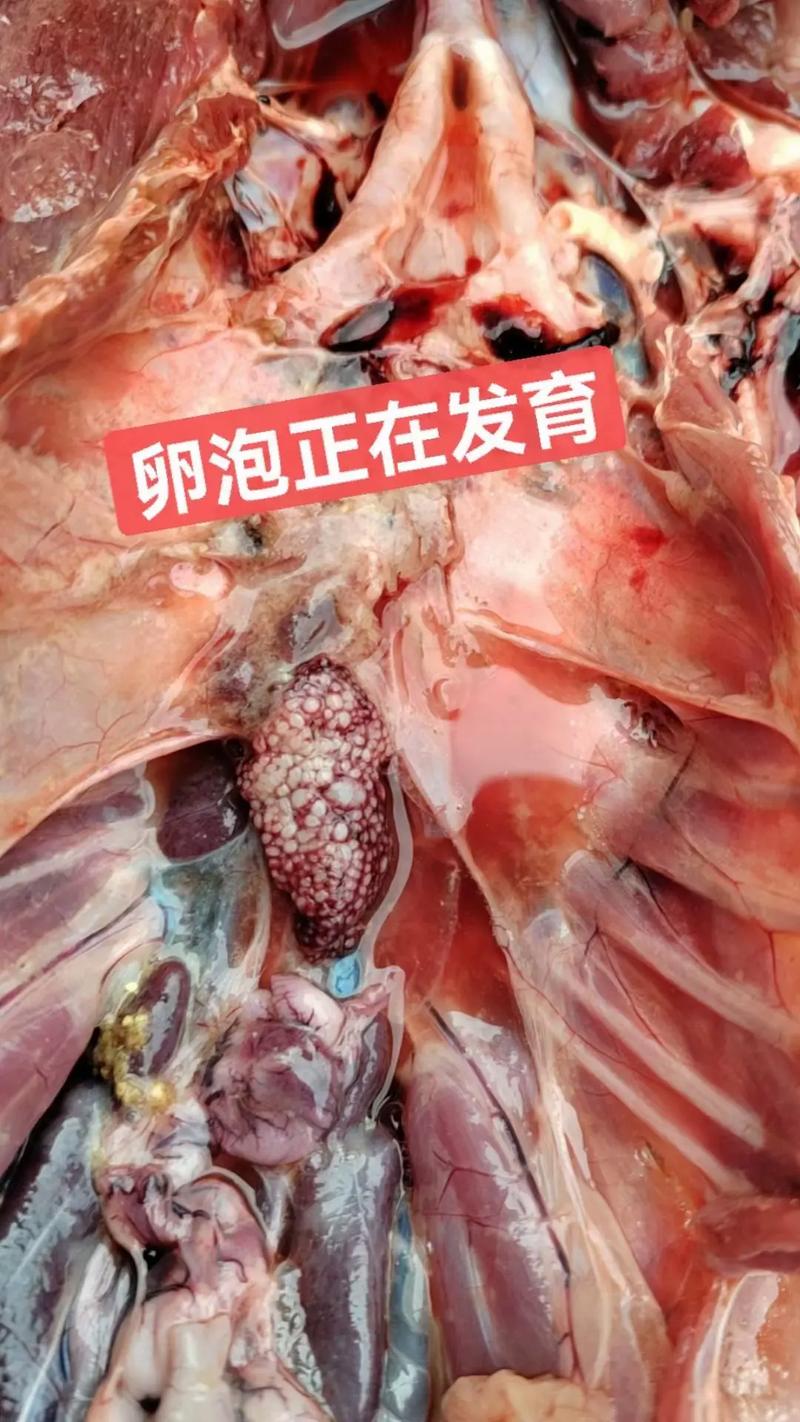 卵泡自然排出