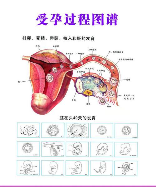 受孕全过程