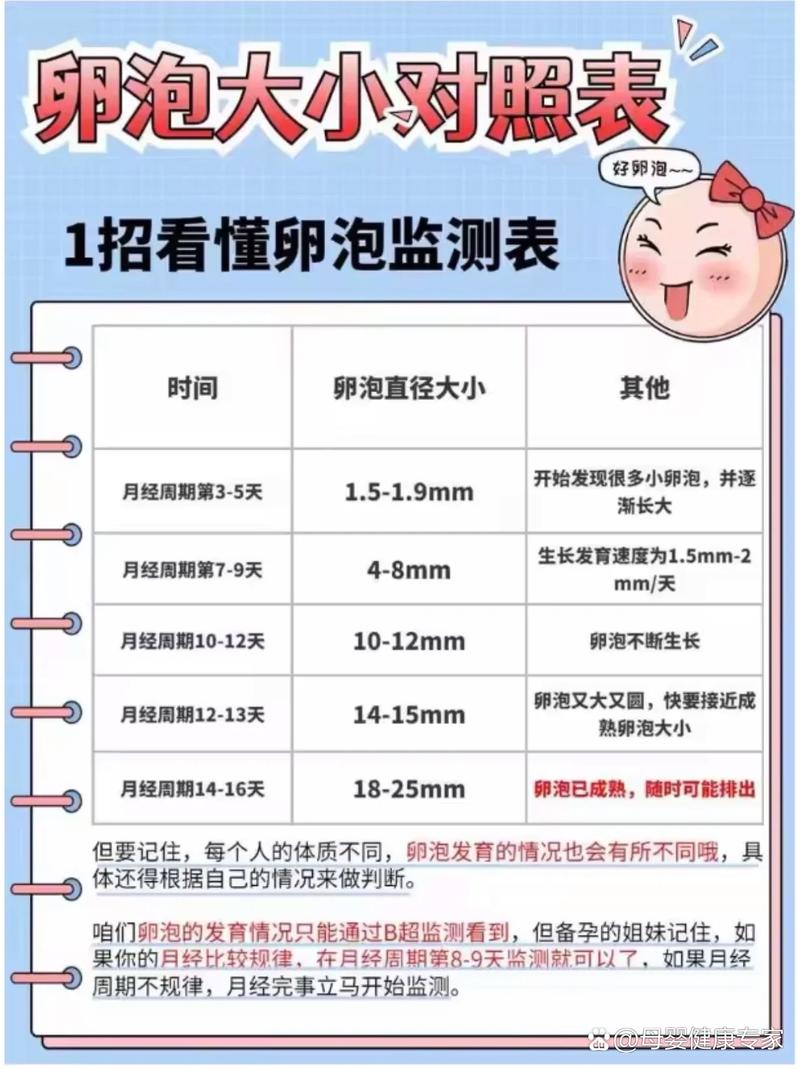 卵泡成熟大小