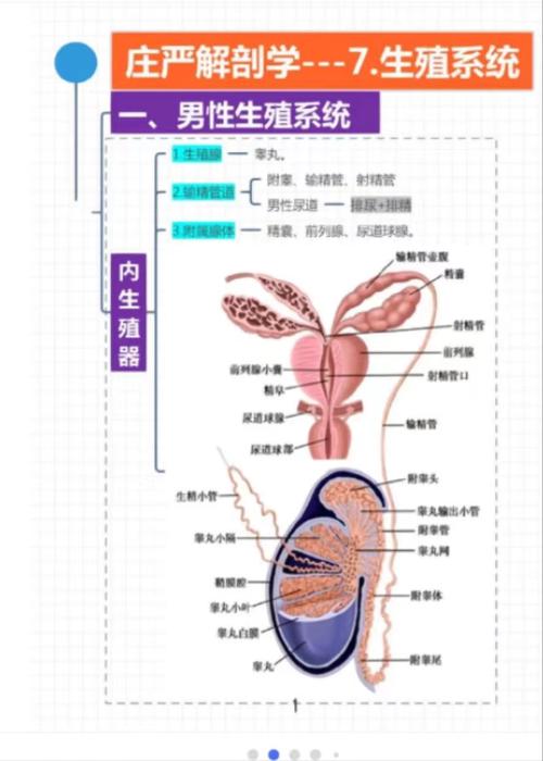  男性生育