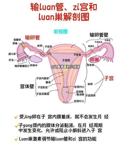 输卵管功能受限