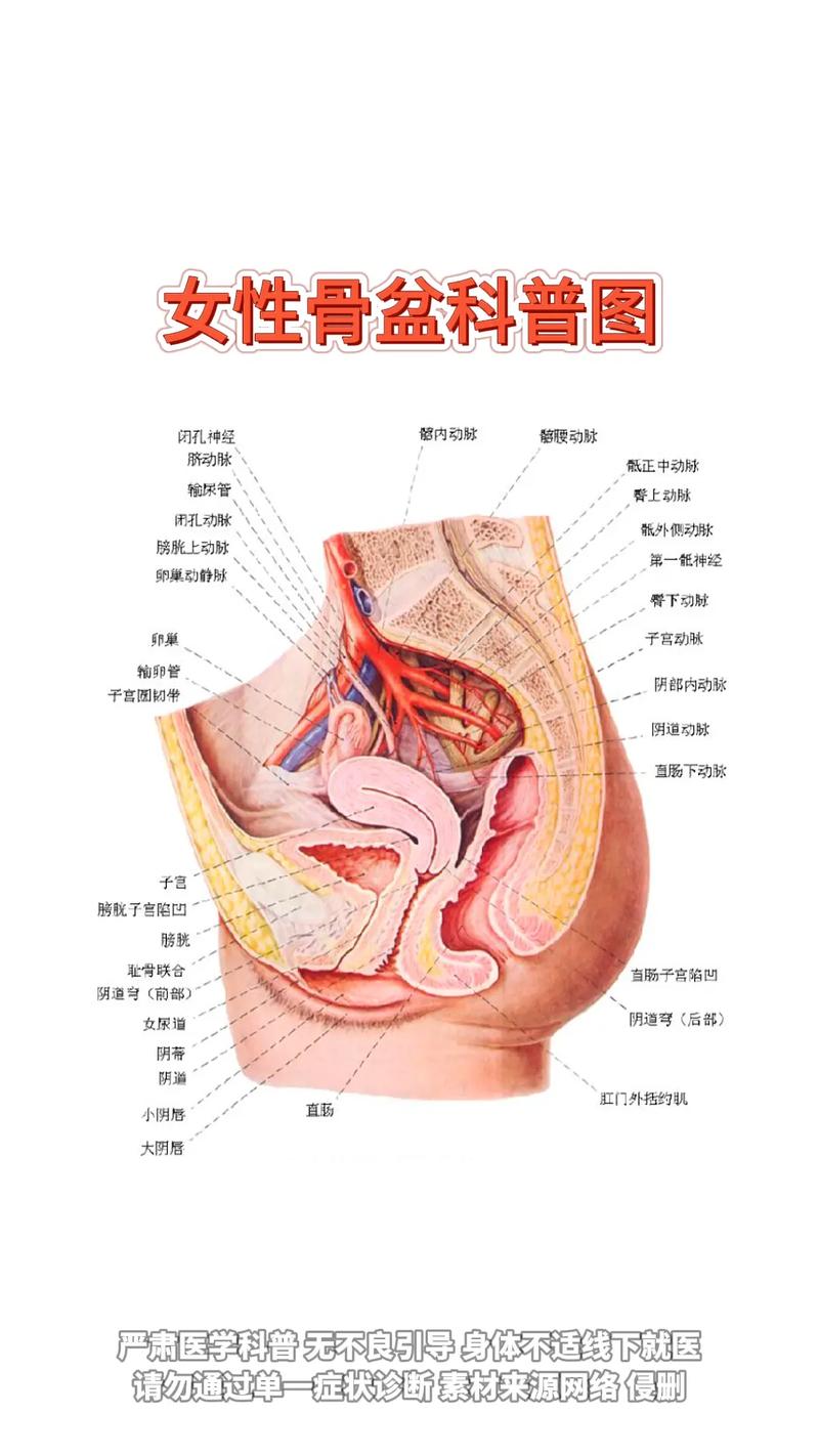 女性身体条件