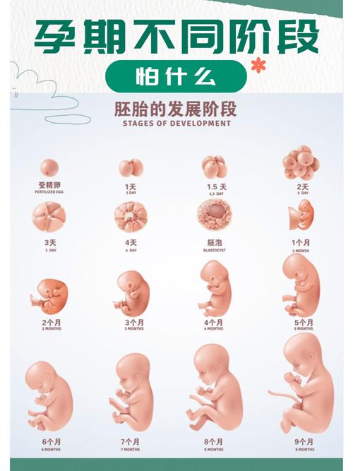 胚胎生长环境
