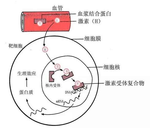母体激素