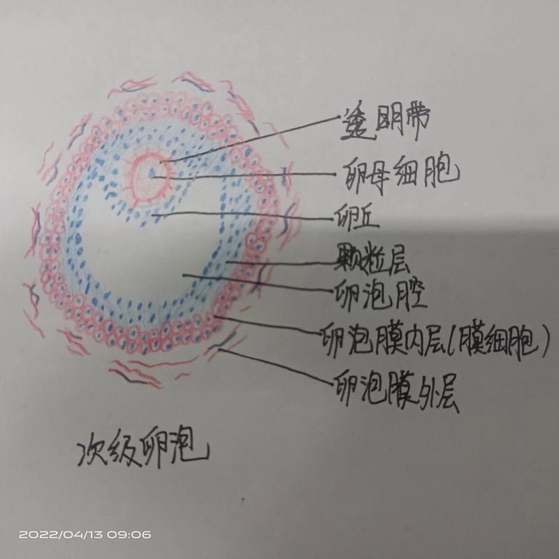 单个卵泡