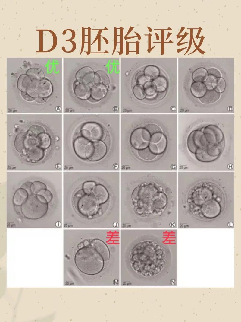 试管卵裂球