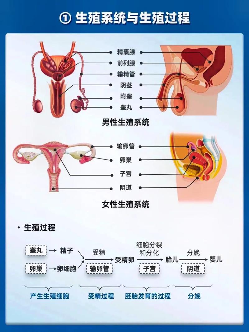 生殖流程
