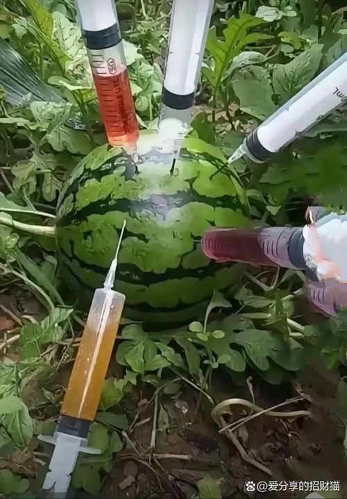 西瓜试管