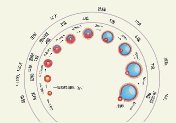 卵泡生长速度