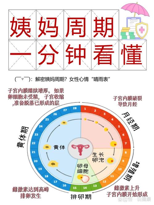 生育周期