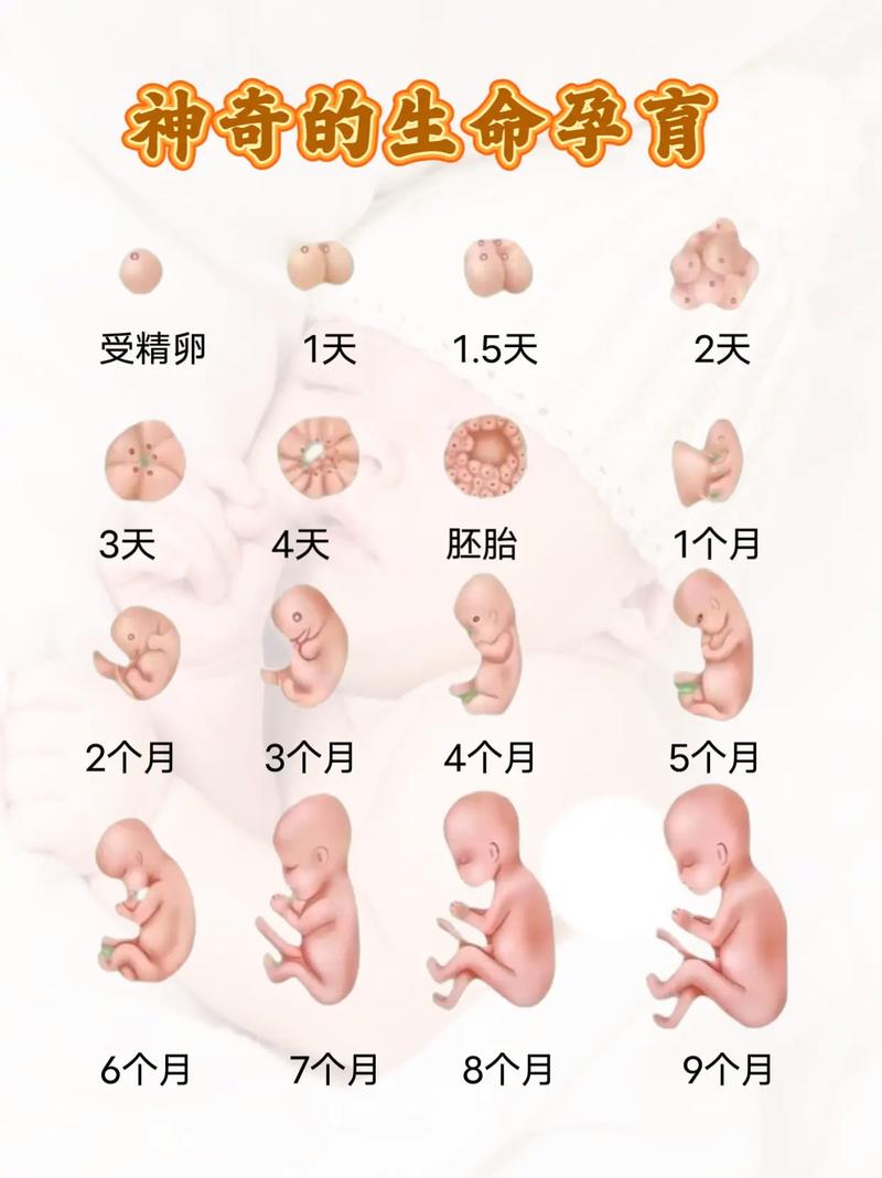 生命孕育