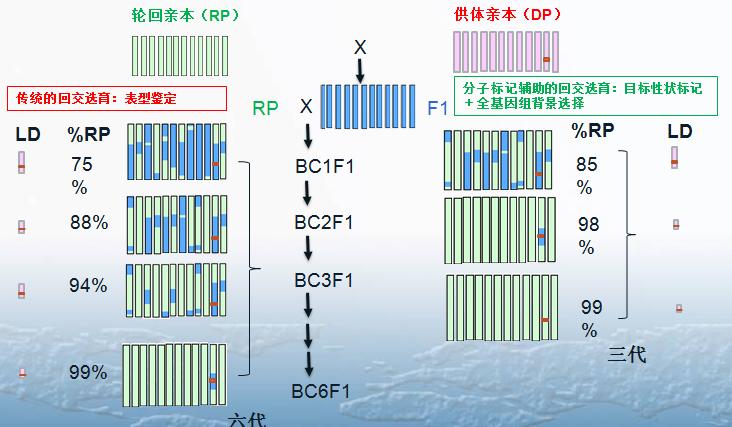  分子标记辅助育种