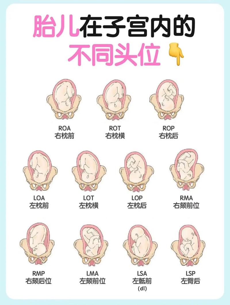 胚胎靠右