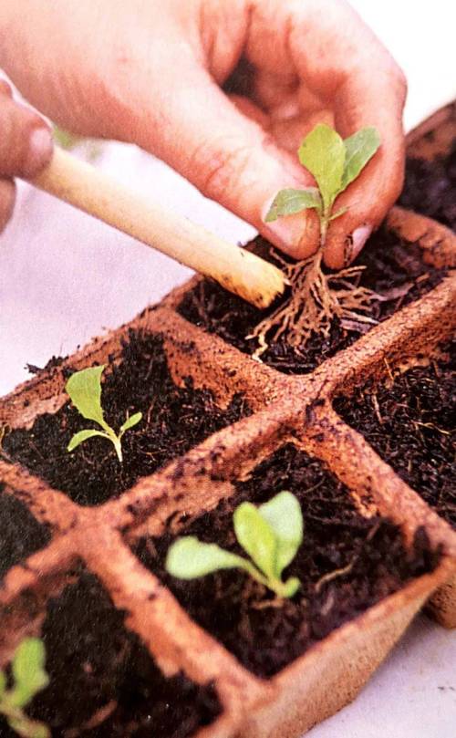 室内移植技术