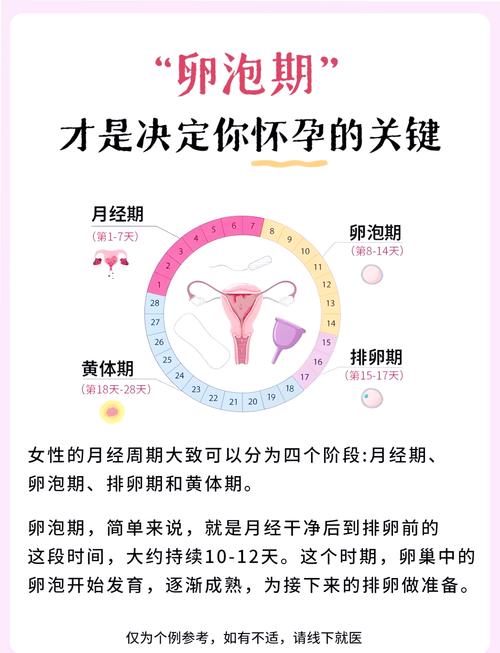 卵泡影响