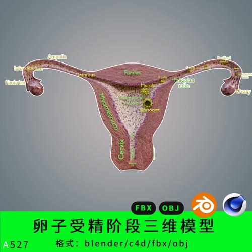 卵子受精