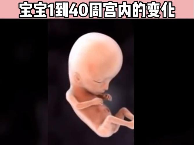 宫内宝宝