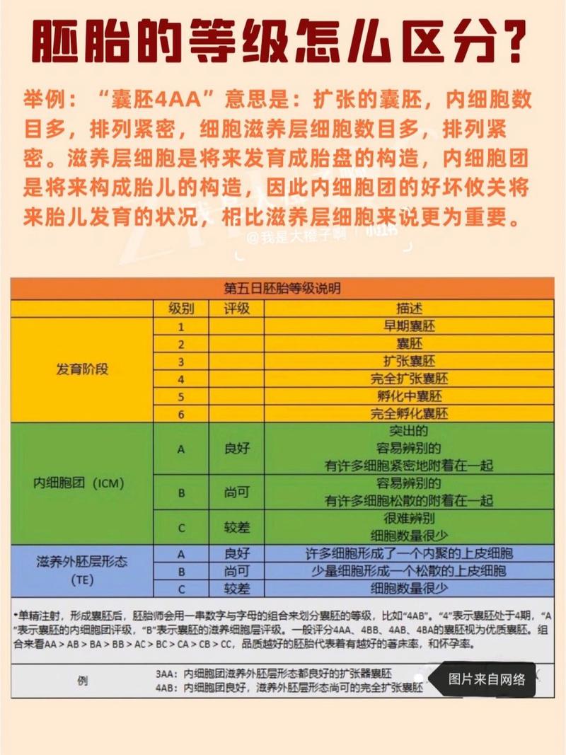 胚胎优势