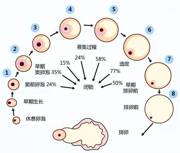 窦卵泡
