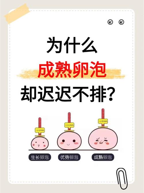 促卵泡量少