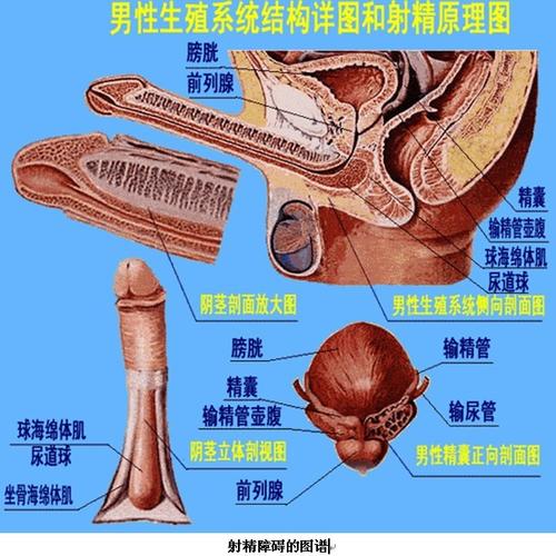  男性取精困难