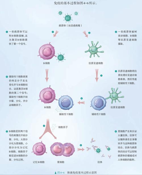免疫调节
