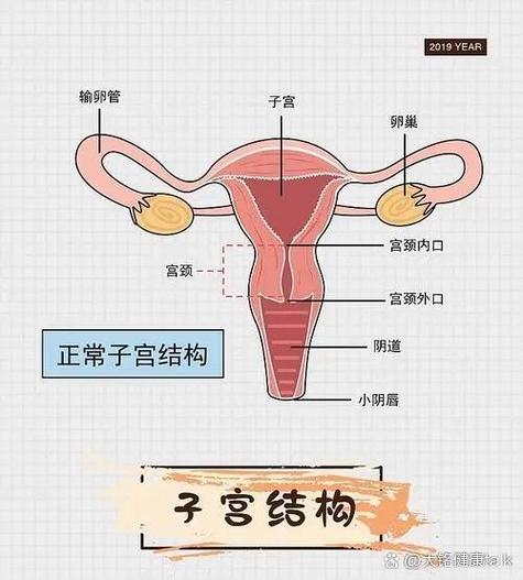 宫颈狭窄