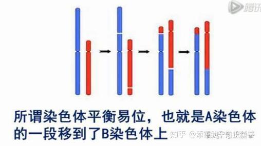 染色体平衡易位
