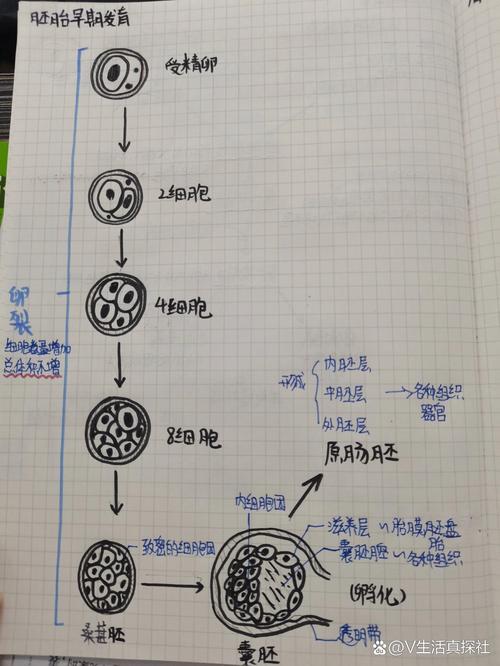 胚胎活力