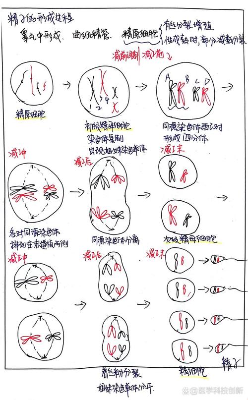 精子形成
