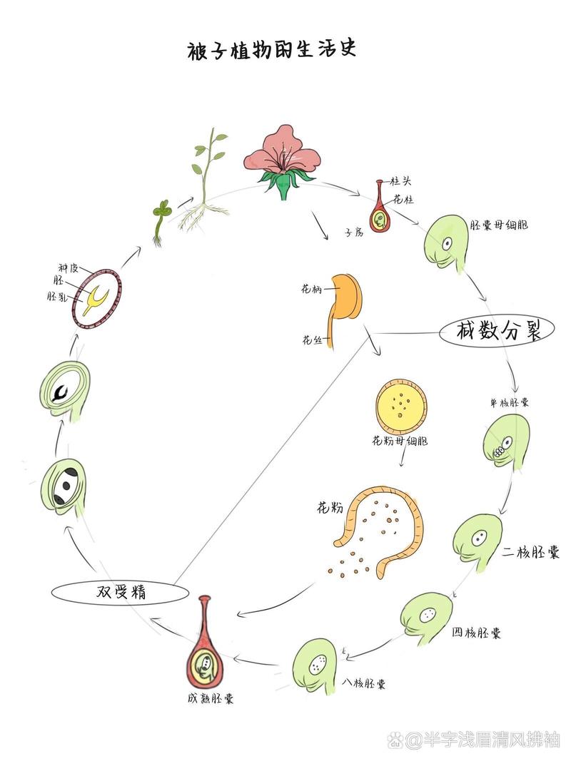 胚囊形成