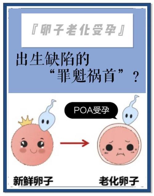  卵子老化