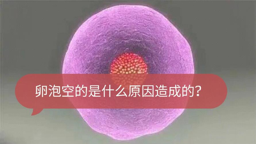 空卵泡现象