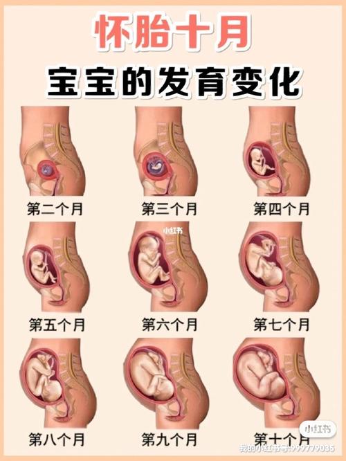 怀孕10周