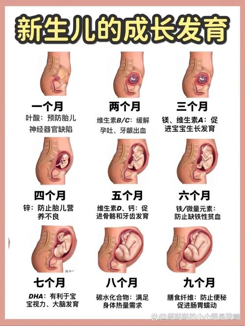 胚胎优点