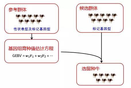  基因选择