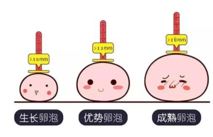 卵泡优势