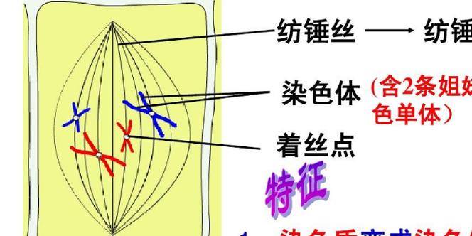  纺锤体