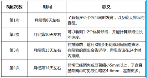 卵泡意义
