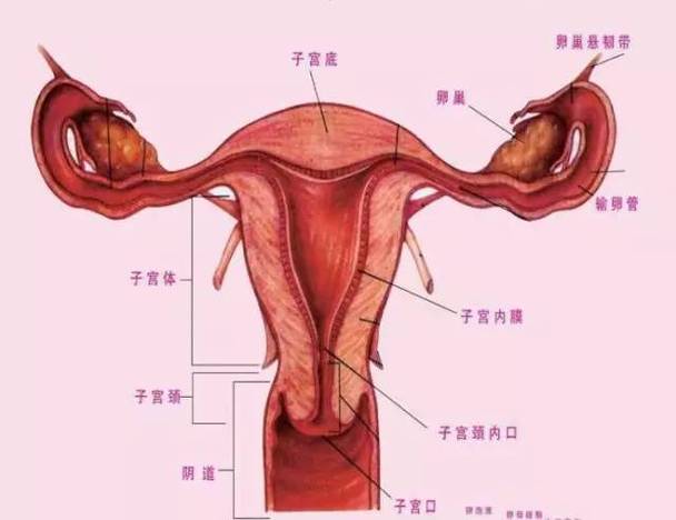 女性生殖道