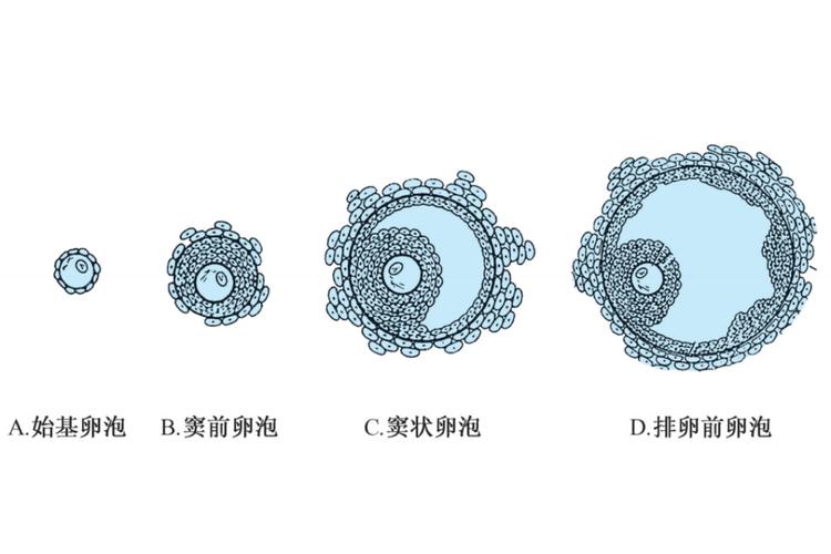 卵泡老化