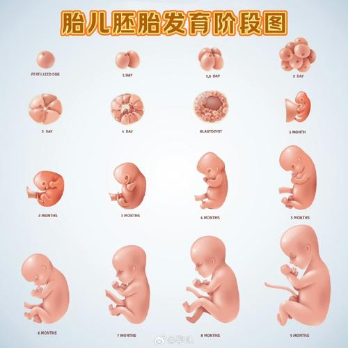 胚胎图