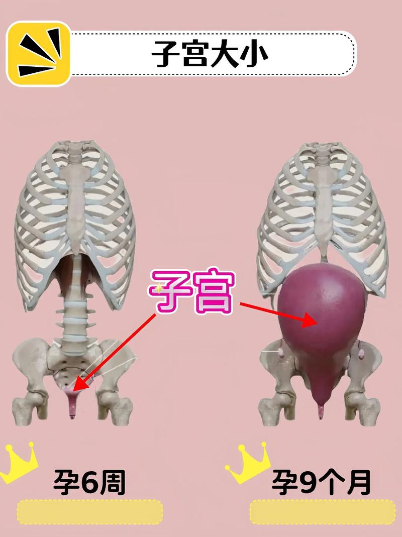 子宫变大