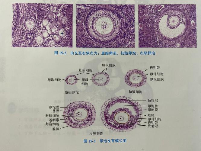  变性卵结构